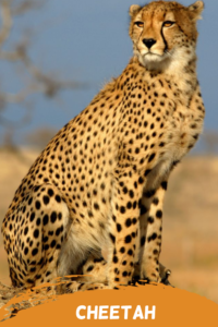 cheetah