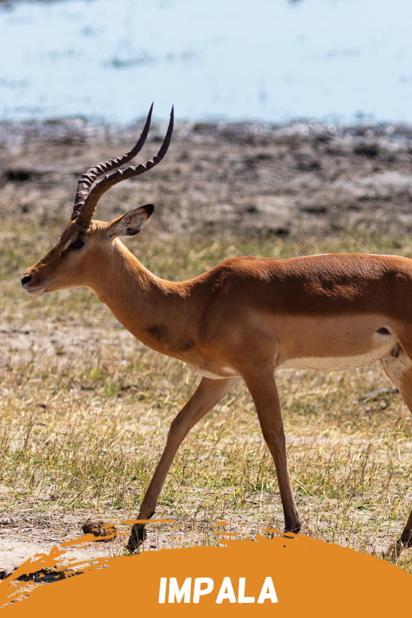 impala