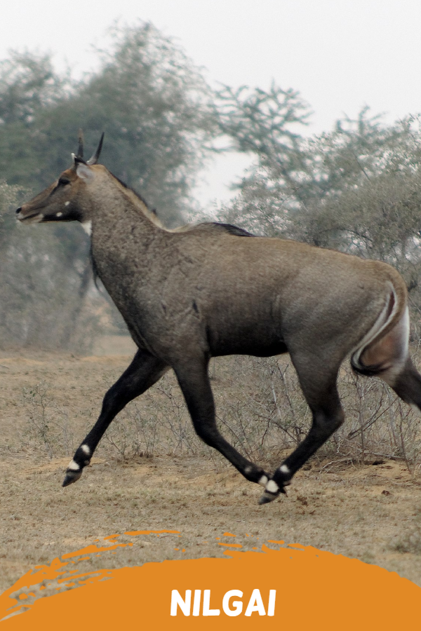 nilgai