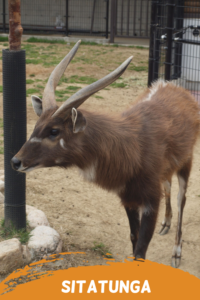 sitatunga