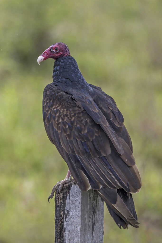 Turkey vulture (Cathartes aura) Orange Walk