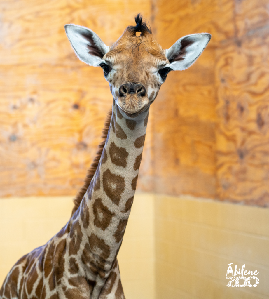 Abilene Zoo Press Release Baby Giraffe Born 20.07.24 3