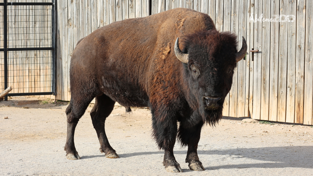 Abilene Zoo Bison2